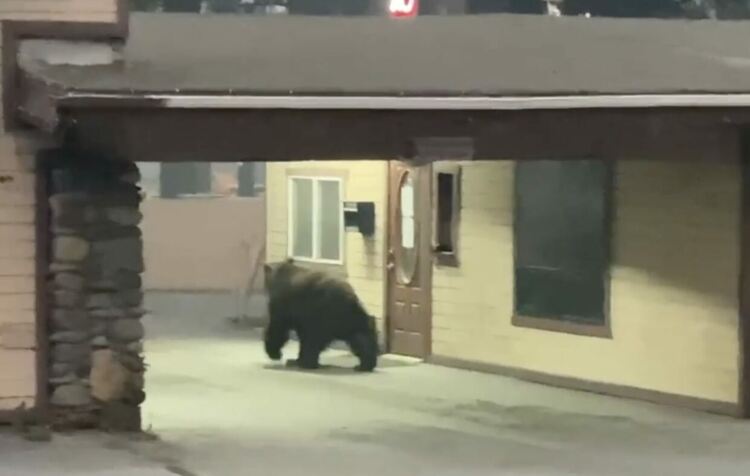 Мечки завладяха калифорнийски град
