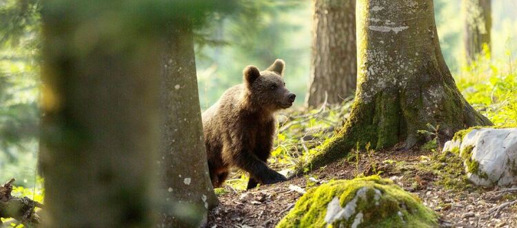 Уикенд на дивите сърца по VIASAT NATURE за Световния ден на животните