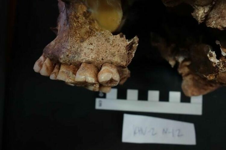 Млякото е подсигурило миграцията през евразийските степи преди 5000 години