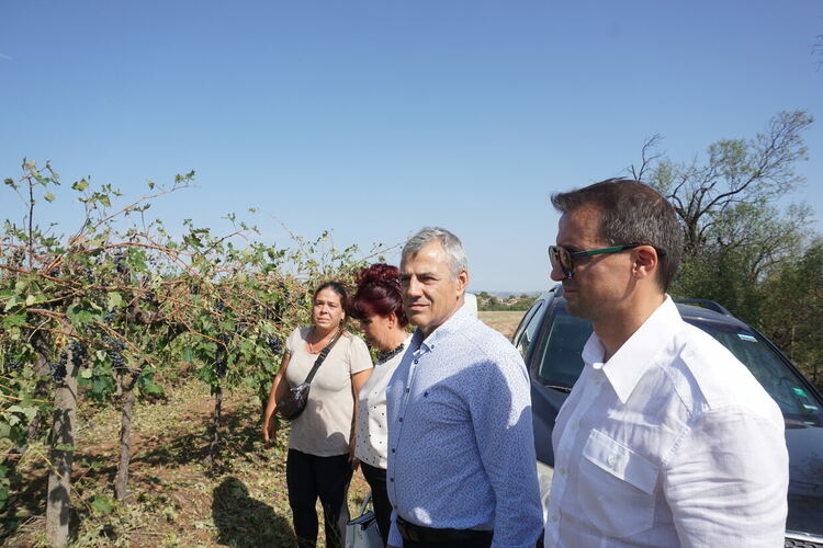 Огледи от институциите на място за съсипаната от градушка реколта