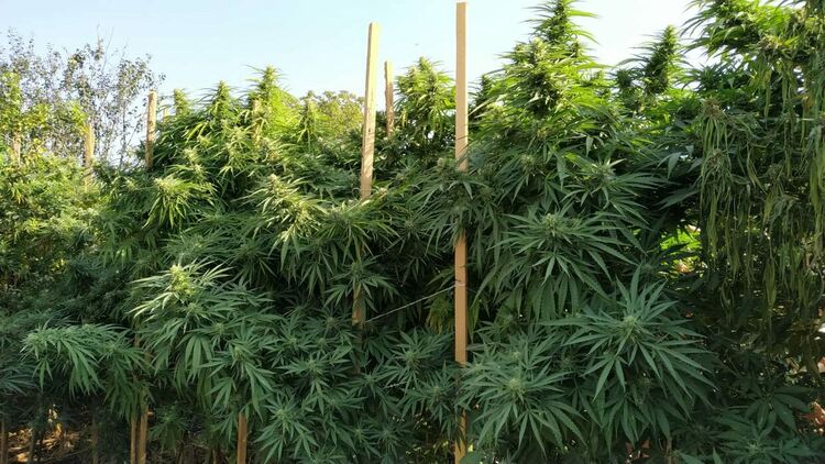 Задържаха двама с 45 растения канабис