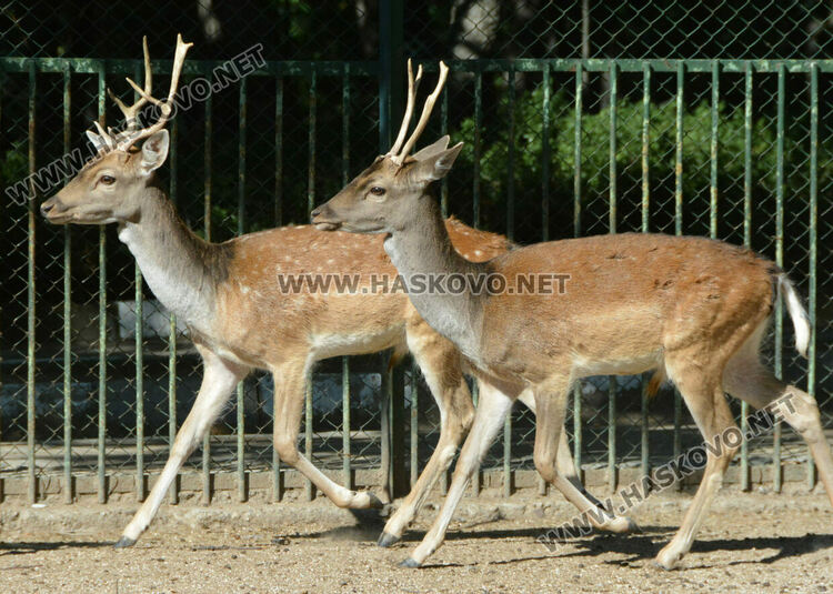 Хасковският зоопарк разселва елени лопатари в Източните Родопи