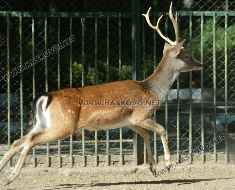 Хасковският зоопарк разселва елени лопатари в Източните Родопи