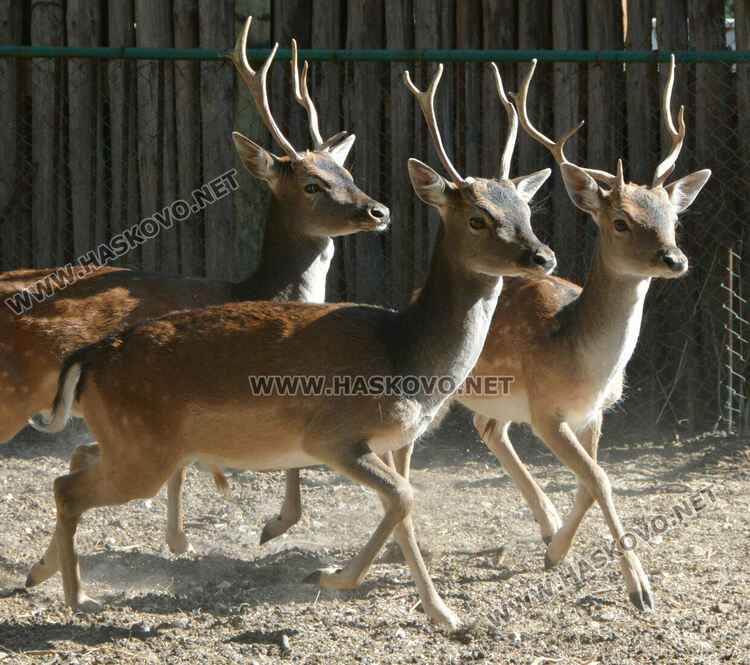 Хасковският зоопарк разселва елени лопатари в Източните Родопи