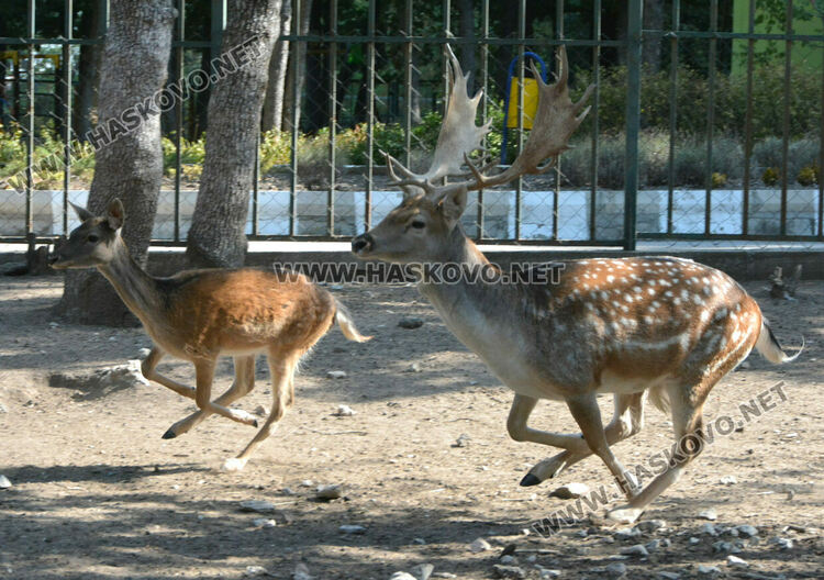 Хасковският зоопарк разселва елени лопатари в Източните Родопи