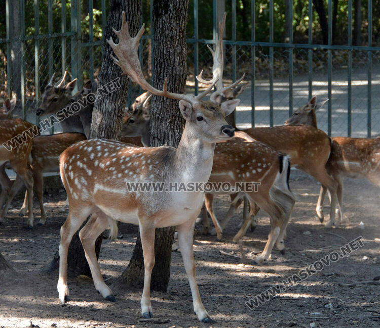 Хасковският зоопарк разселва елени лопатари в Източните Родопи
