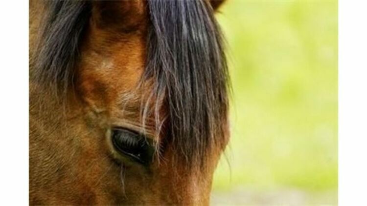 72-годишен шофьор помете ездач на кон в Момчилград