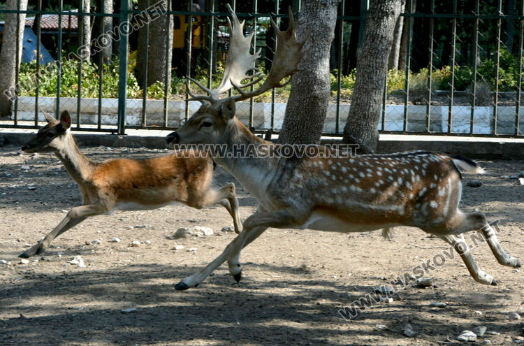 Хасковският зоопарк разселва елени лопатари в Източните Родопи