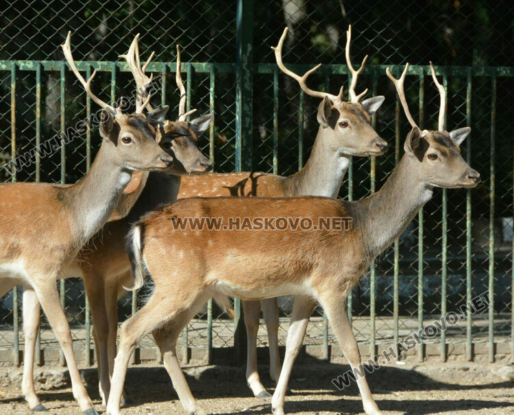 Хасковският зоопарк разселва елени лопатари в Източните Родопи