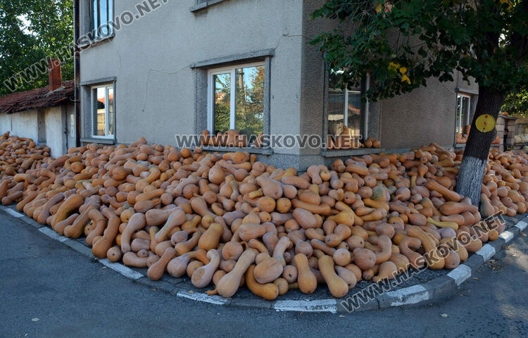 Тиквен урожай в Горски извор