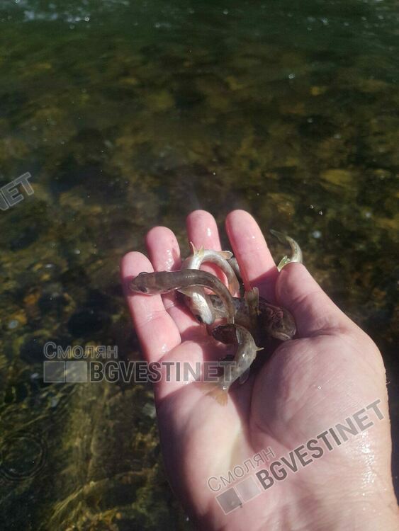 Зарибиха с пъстърва река Черна. Риболовците подадоха сигнал за замърсяване на реката