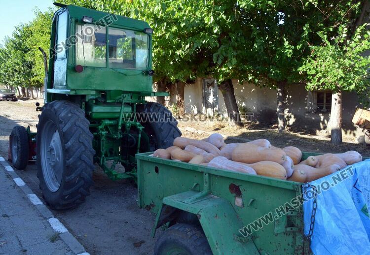 Тиквен урожай в Горски извор