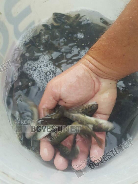 Зарибиха с пъстърва река Черна. Риболовците подадоха сигнал за замърсяване на реката