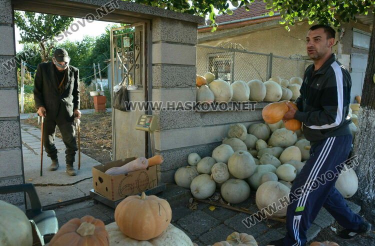 Тиквен урожай в Горски извор