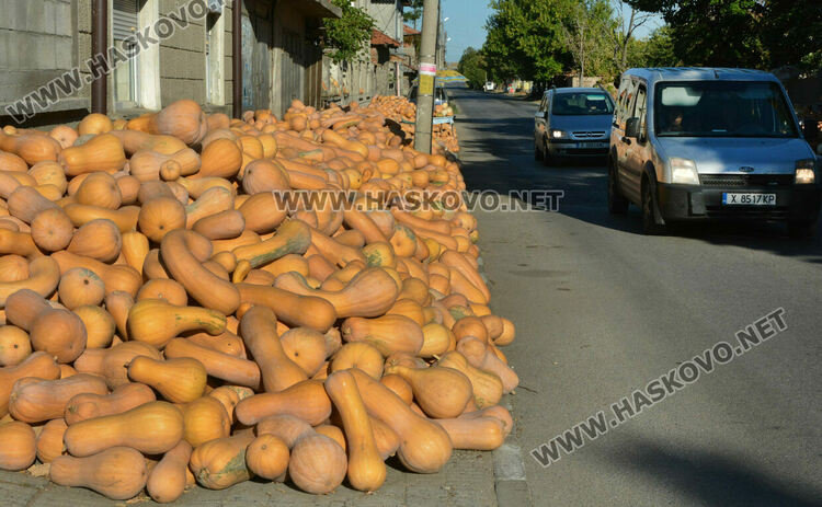 Тиквен урожай в Горски извор