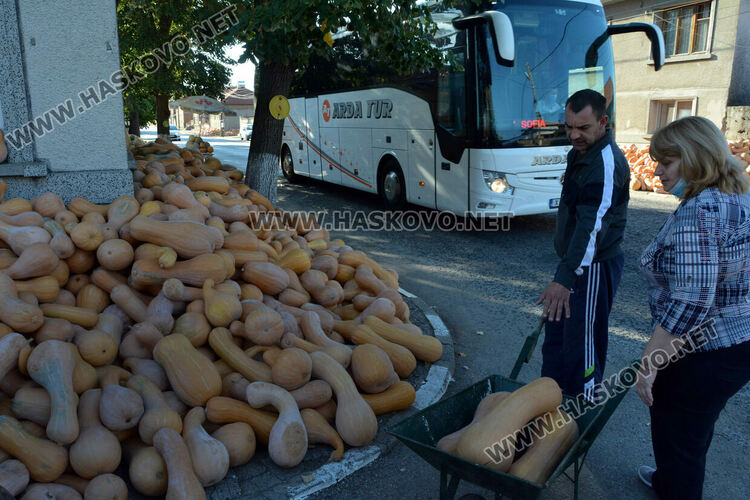 Тиквен урожай в Горски извор
