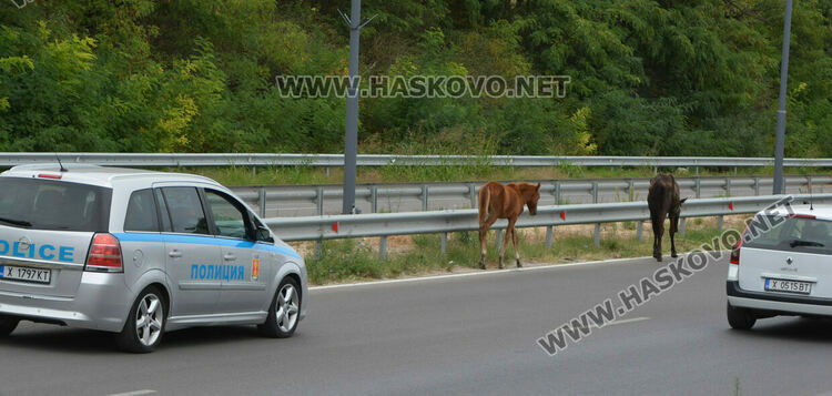Общинска полиция и КОРЗ на лов за безстопанствени коне по пътя Хасково-Димитровград