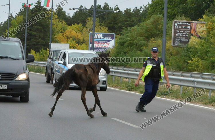 Общинска полиция и КОРЗ на лов за безстопанствени коне по пътя Хасково-Димитровград