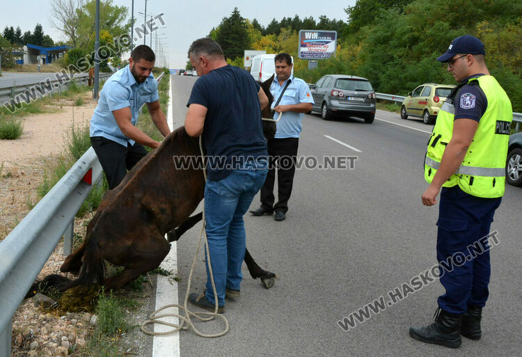 Общинска полиция и КОРЗ на лов за безстопанствени коне по пътя Хасково-Димитровград