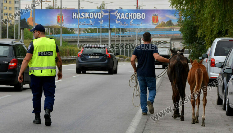 Общинска полиция и КОРЗ на лов за безстопанствени коне по пътя Хасково-Димитровград