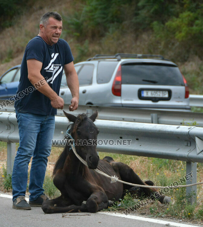 Общинска полиция и КОРЗ на лов за безстопанствени коне по пътя Хасково-Димитровград
