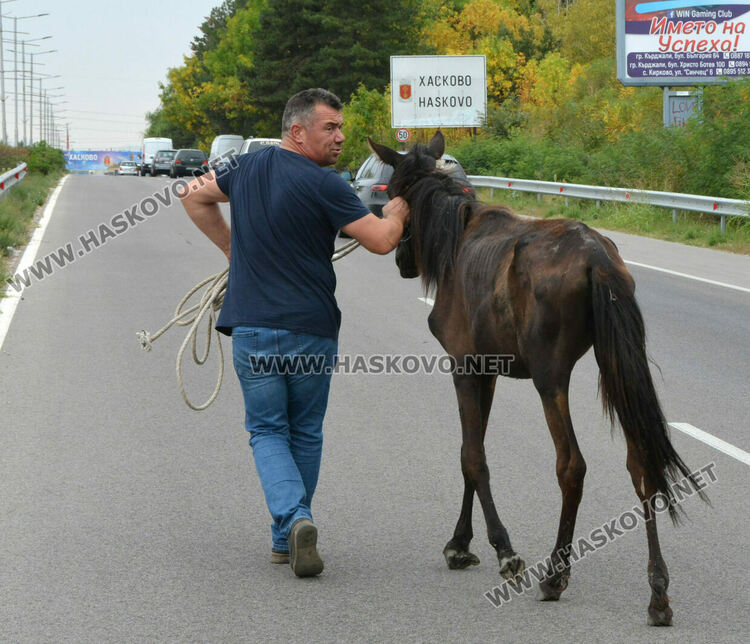 Общинска полиция и КОРЗ на лов за безстопанствени коне по пътя Хасково-Димитровград