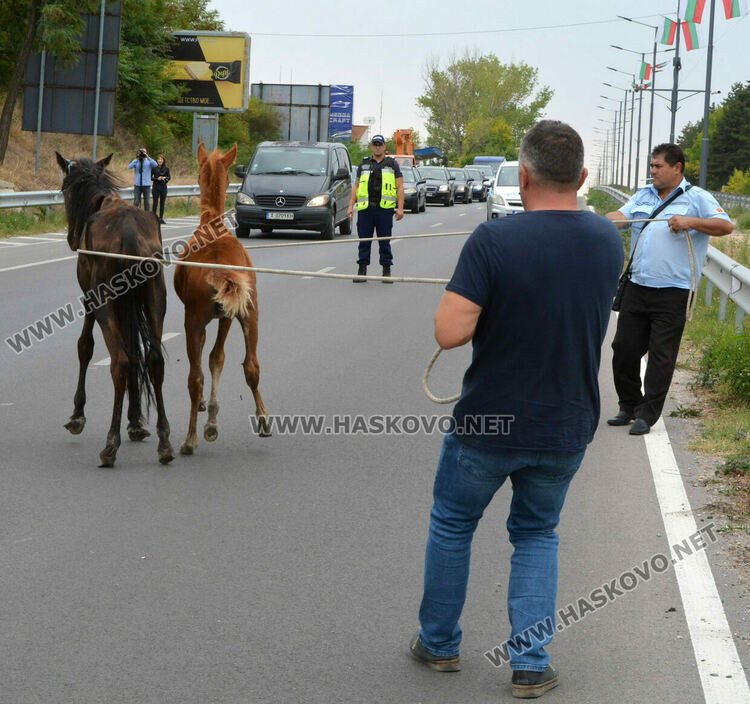 Общинска полиция и КОРЗ на лов за безстопанствени коне по пътя Хасково-Димитровград