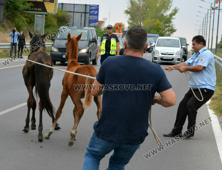 Общинска полиция и КОРЗ на лов за безстопанствени коне по пътя Хасково-Димитровград
