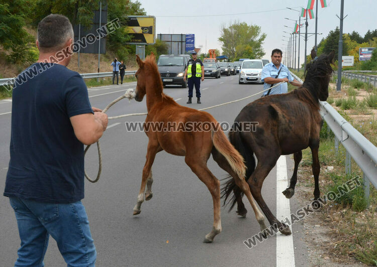Общинска полиция и КОРЗ на лов за безстопанствени коне по пътя Хасково-Димитровград