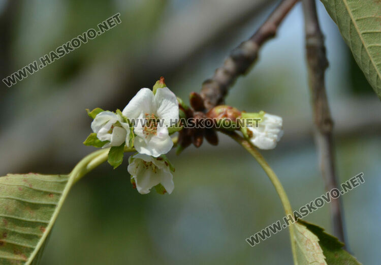Череша цъфна насред есен в градина в Крепост