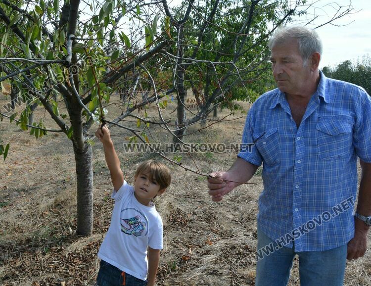 Череша цъфна насред есен в градина в Крепост