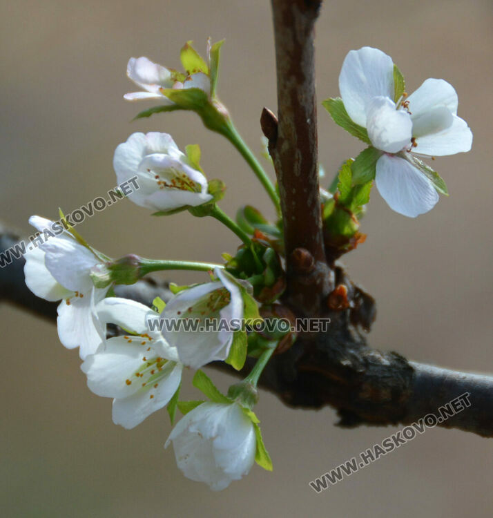 Череша цъфна насред есен в градина в Крепост