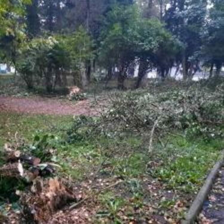 Фирма "Флор" дни наред премахва сухи и опасни дървета в общината