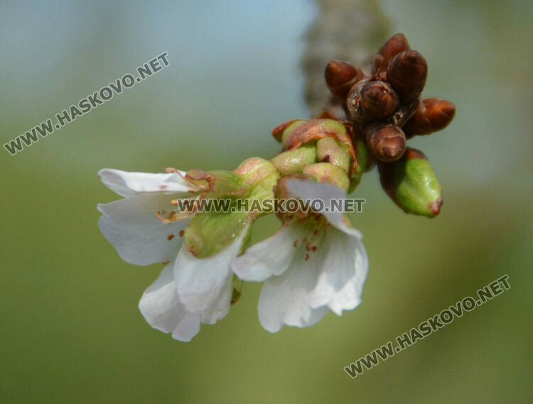 Череша цъфна насред есен в градина в Крепост