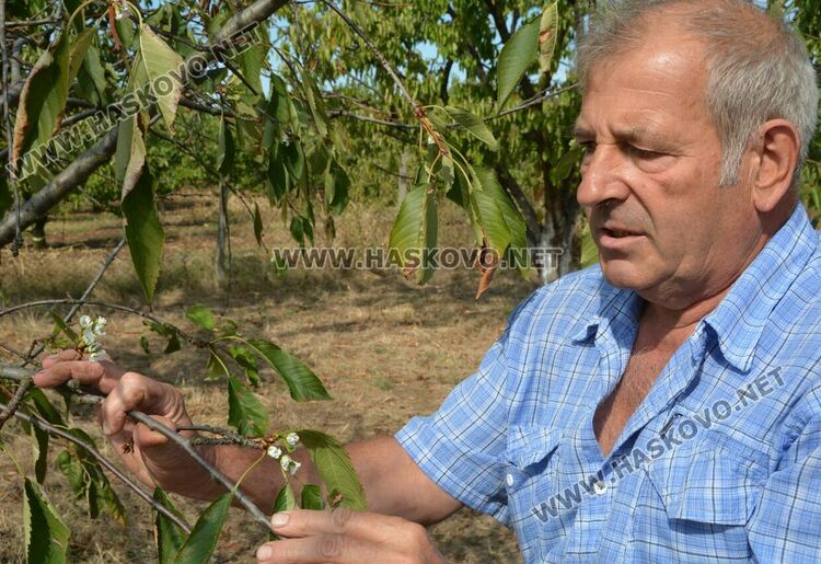 Череша цъфна насред есен в градина в Крепост