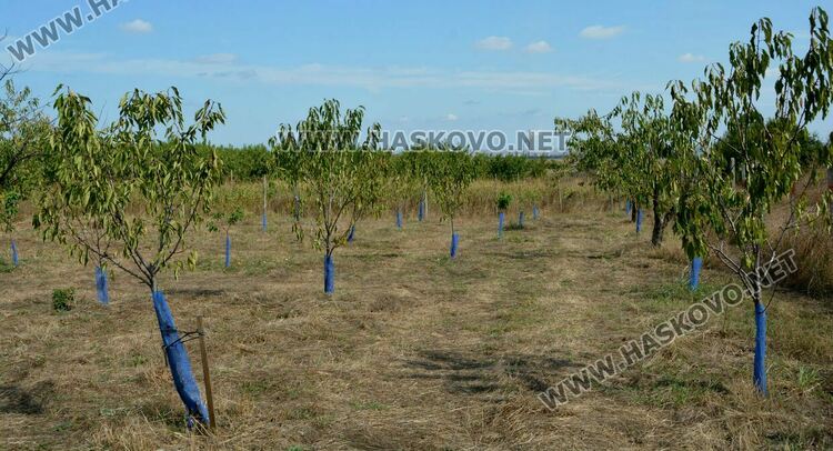 Череша цъфна насред есен в градина в Крепост