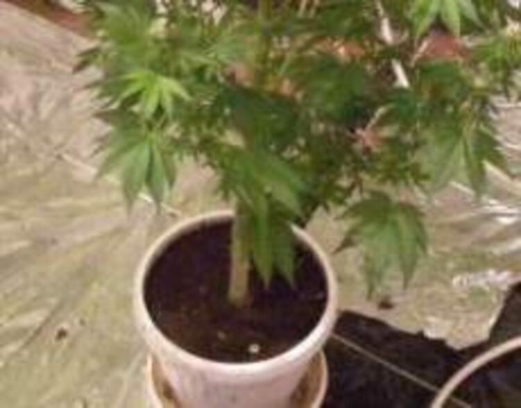 Маданчанин си отглеждал марихуана в саксии, иззеха му над половин килограм