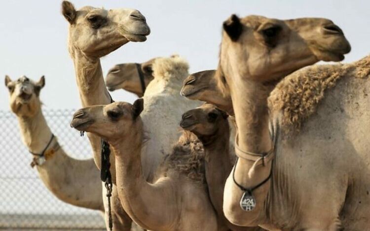 В Дубай клонират камили