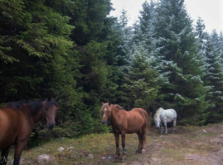 сн: Нина Серафимова