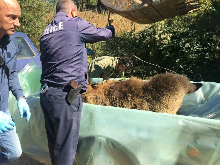 Две рани в трупа на мечката, потвърдиха, че е женската, убивала животни /ГАЛЕРИЯ/