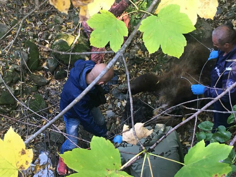 Две рани в трупа на мечката, потвърдиха, че е женската, убивала животни /ГАЛЕРИЯ/