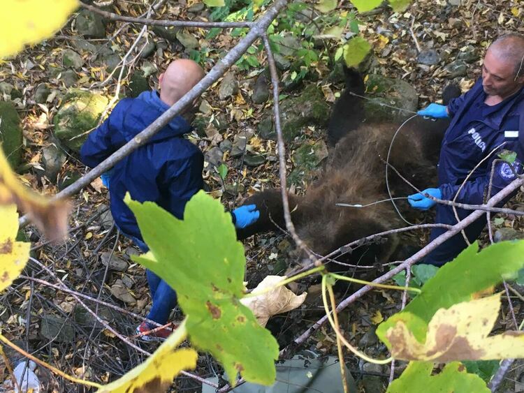 Две рани в трупа на мечката, потвърдиха, че е женската, убивала животни /ГАЛЕРИЯ/