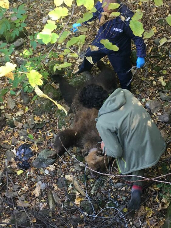 Две рани в трупа на мечката, потвърдиха, че е женската, убивала животни /ГАЛЕРИЯ/