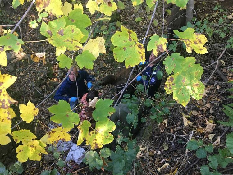 Две рани в трупа на мечката, потвърдиха, че е женската, убивала животни /ГАЛЕРИЯ/