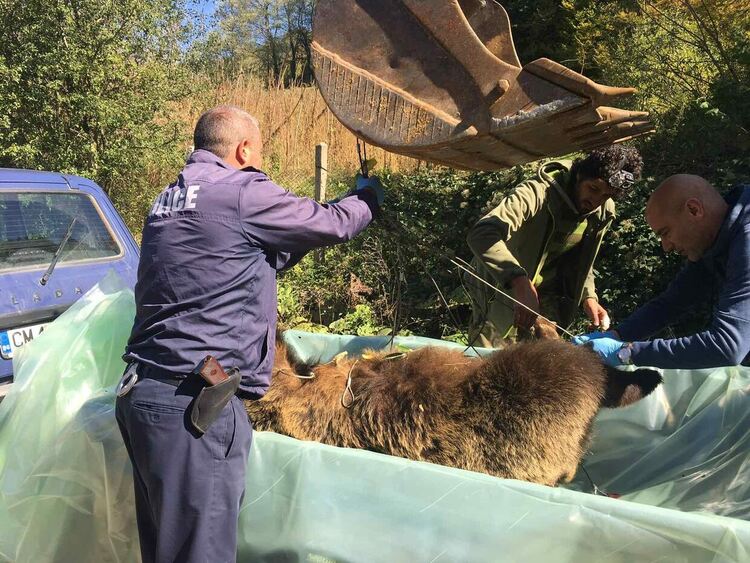 Две рани в трупа на мечката, потвърдиха, че е женската, убивала животни /ГАЛЕРИЯ/
