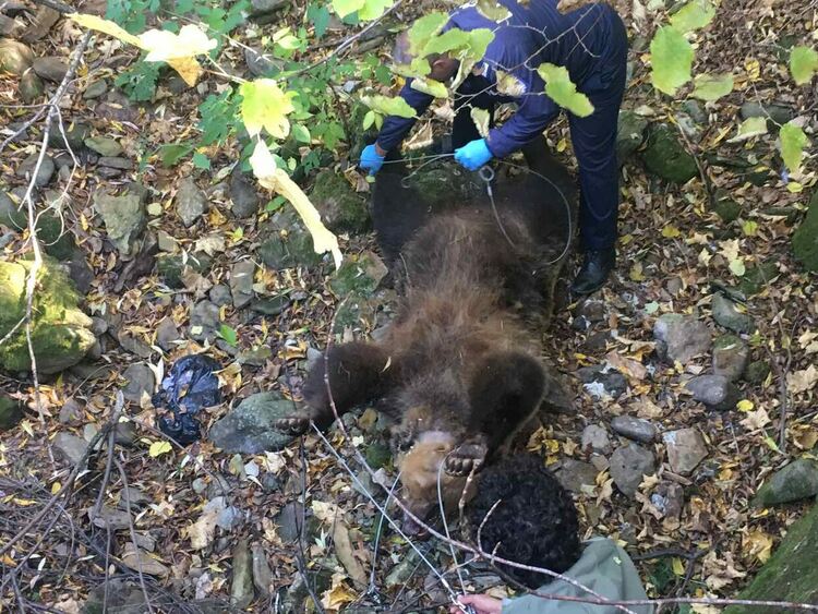 Две рани в трупа на мечката, потвърдиха, че е женската, убивала животни /ГАЛЕРИЯ/