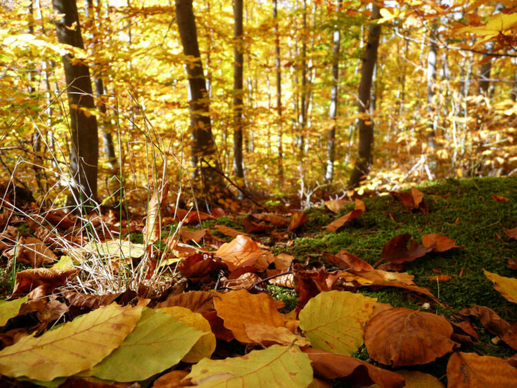 Слънчево време с температури до 21 градуса