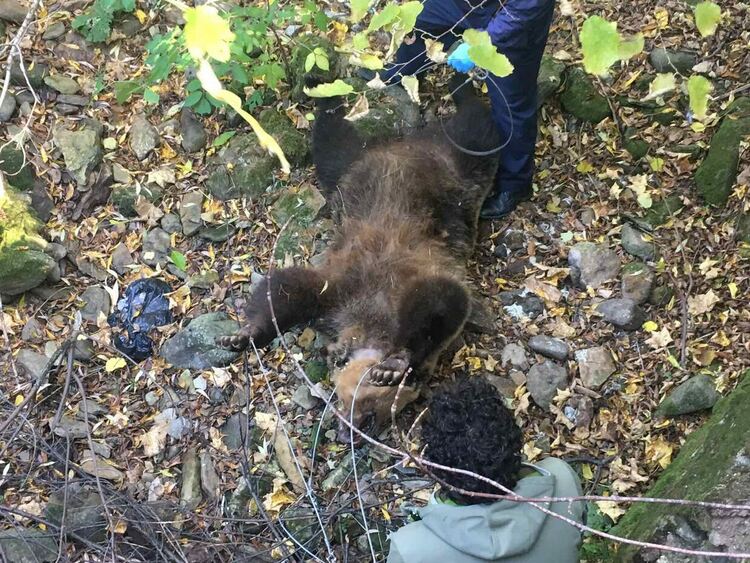 Две рани в трупа на мечката, потвърдиха, че е женската, убивала животни /ГАЛЕРИЯ/