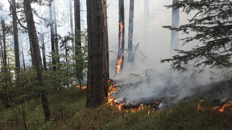 Горските служители активно гасили пожари с добавка към заплатата