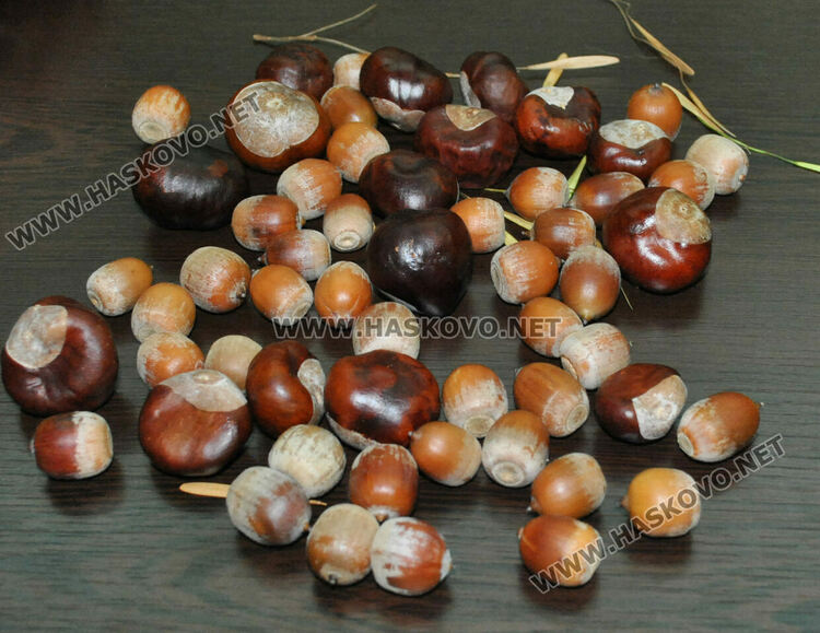 Стартира кампания за събиране на кестени, жълъди и крилатки в Хасково